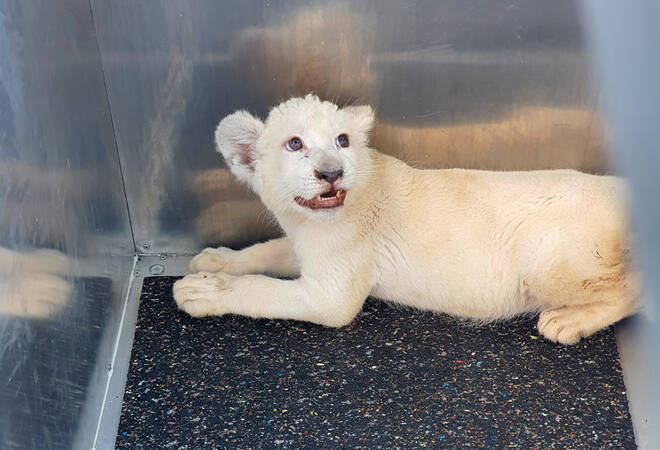 
		Bye Bye Lea:  Weißes Löwenbaby kommt nach Spanien (Update/plus Fotogalerie)
		