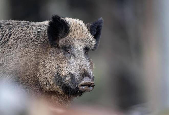 
		Rhein-Neckar:  Was Sie gegen die Afrikanische Schweinepest tun können
		
