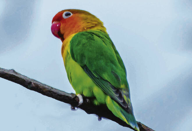 
		Sinsheim:  Casanova-Papagei ist wohl mit 