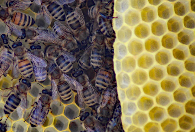 
		Odenwälder Freilandmuseum:  Hier haben Honigbienen ein naturnahes Zuhause (plus Fotogalerie)
		
