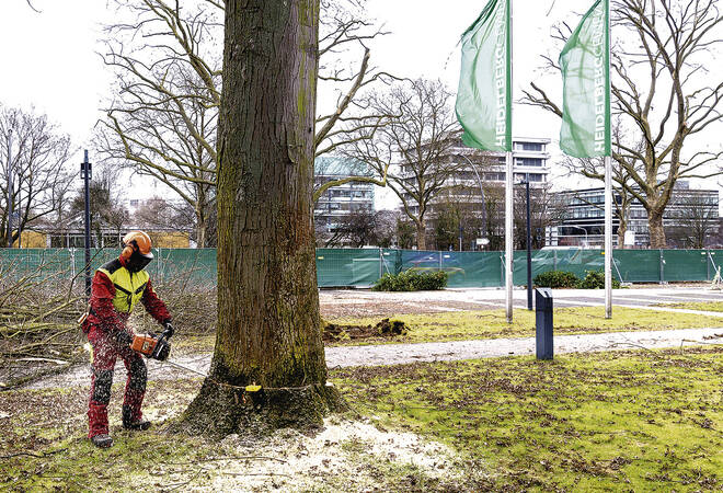 
		Baum oder. Bauen:  Das steckt hinter Baumfällungen in Heidelberg
		