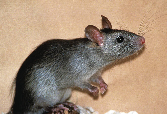 
		Kampf gegen Nager:  Die Ratten halten sich wacker im Heidelberger Umland
		