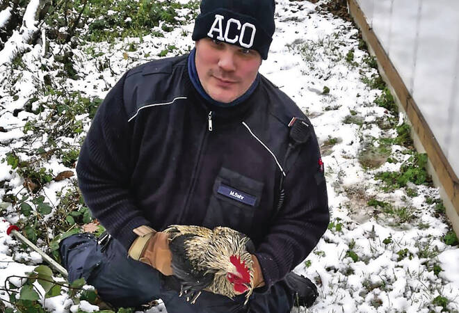 
		Weinheim:  Tierschützer bewahrt verwilderte Hühner vor dem Tod
		