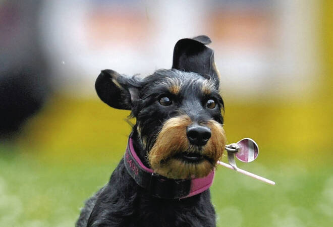 
		Bammental:  Hundesteuer kratzt an 100-Euro-Marke
		