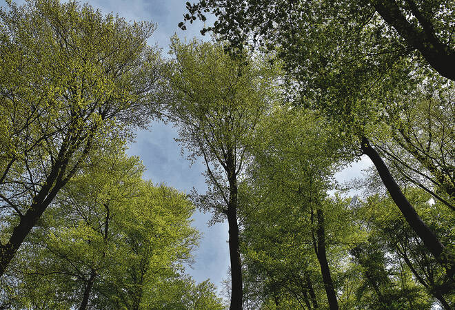 
		1000 Bäume für 1000 Kommunen:  Keine dauerhafte Kompensation
		