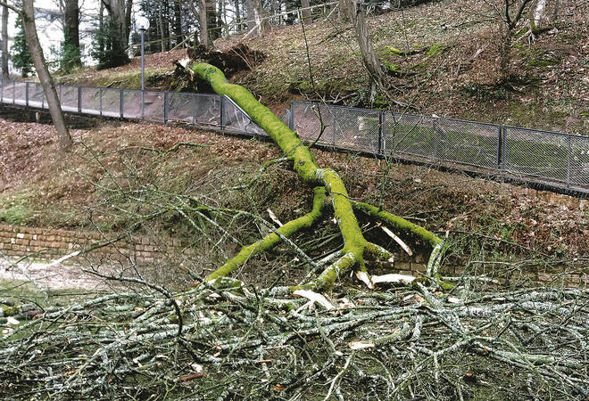 
		Heidelberg:  Großer Baum stürzte auf Fußweg im Schlossgarten
		
