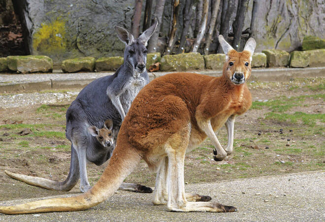 
		Tierisch spannend:  Zwei neue Känguru-Babys im Heidelberger Zoo
		