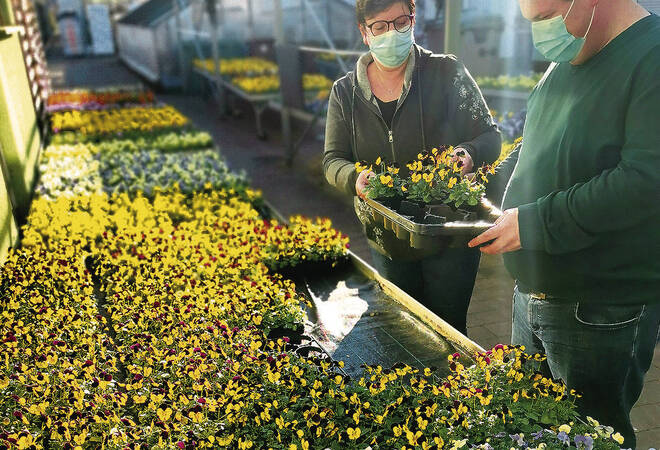 
		Sinsheim:  Handel mit Tulpen und Primeln in Gärtnereien blüht
		