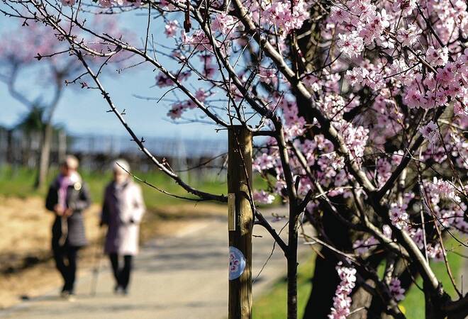 
		Gimmeldingen:  Verwaltung sperrt für Mandelblüte Tagestouristen aus
		