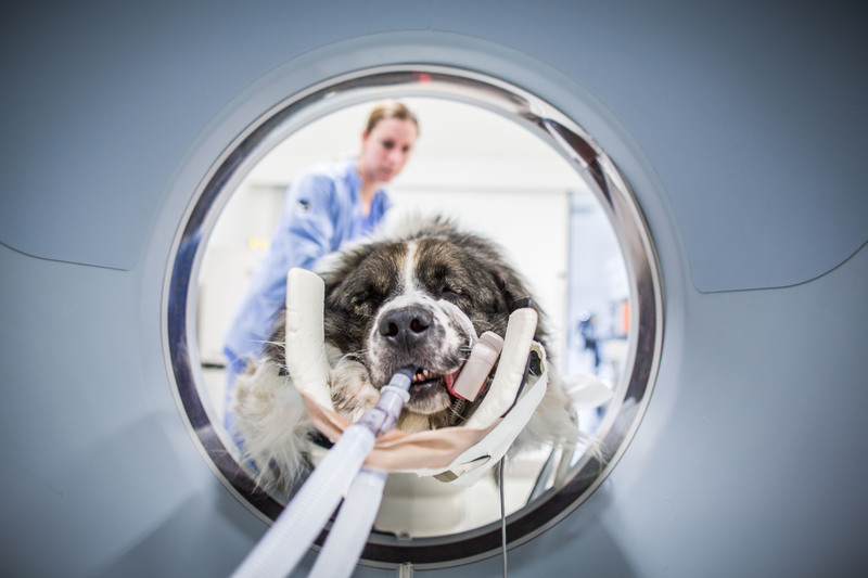 Hoffnung für kranke Tiere Krebstherapie bei Hunden und Katzen Rhein