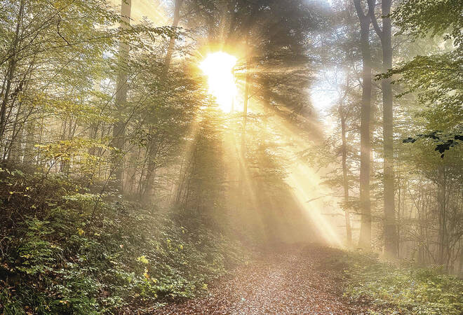 Wald im Rhein-Neckar-Kreis: