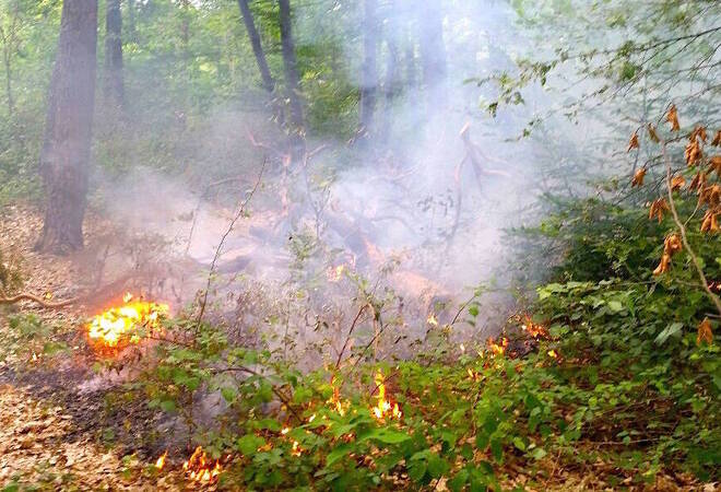 
		Rhein-Neckar/Heidelberg:  Forstämter warnen vor Waldbrandgefahr (Update)
		