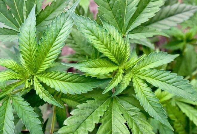 
		Eppingen-Richen:  Cannabiswolke bringt Polizei auf die richtige Spur
		