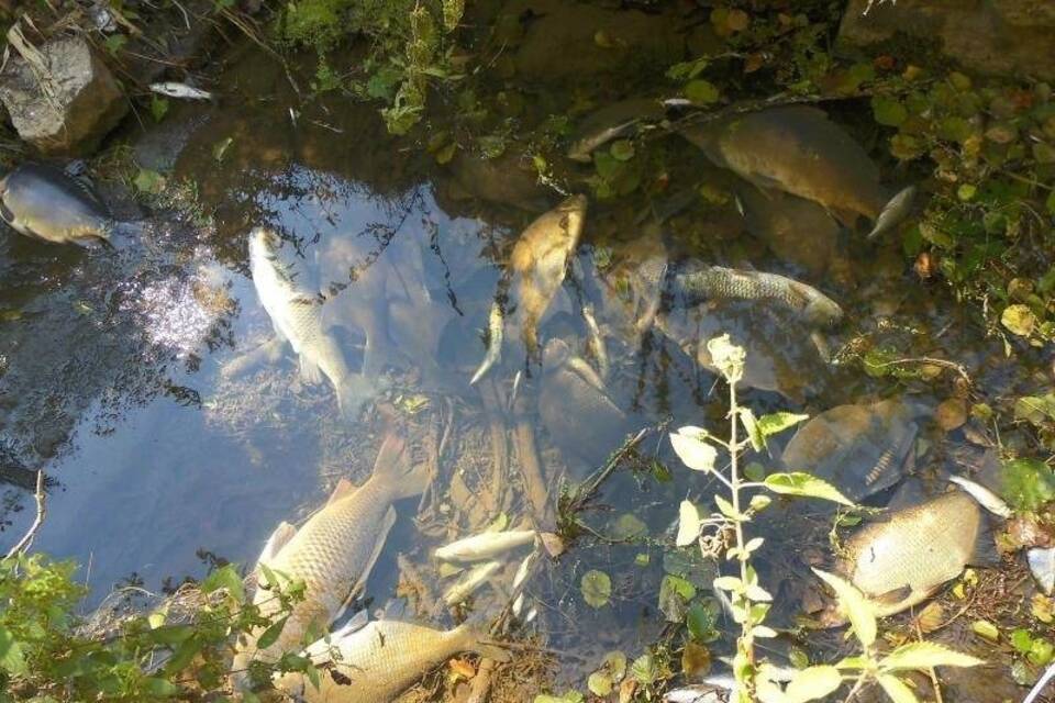 Fischsterben in der Jagst Fischsterben in der Jagst