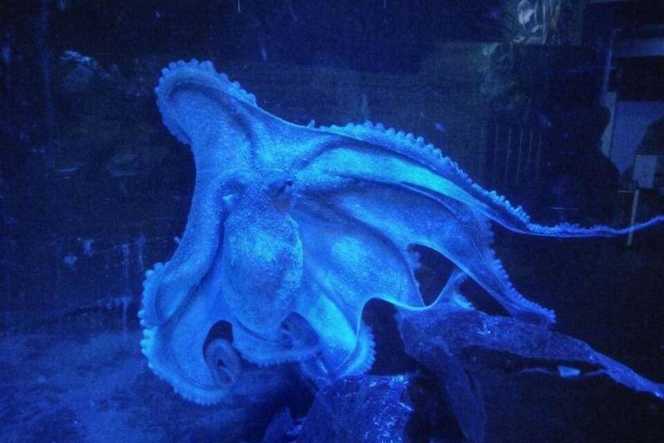Oktopus Ursula