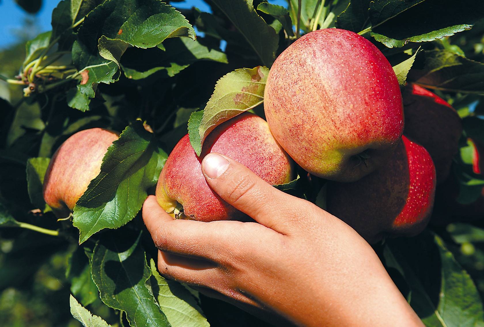 Apfel Wann Reif Wann sind Äpfel reif? - Haus & Garten - Rhein Neckar Zeitung
