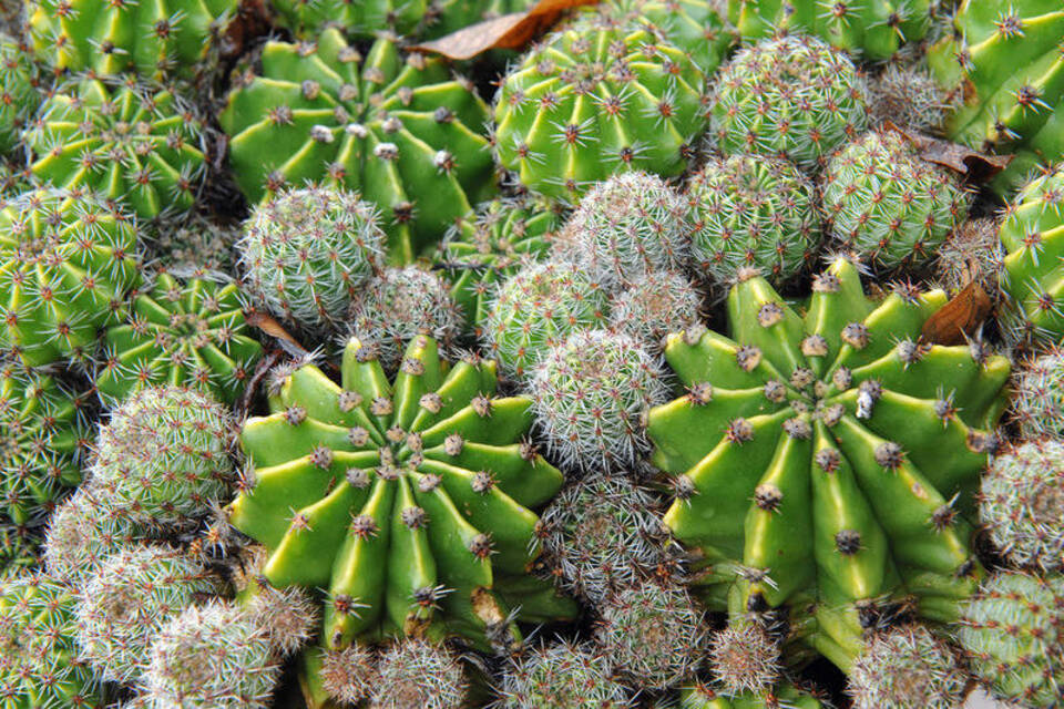 Der Kaktus ist wieder da - Grün für Faule und Hippe