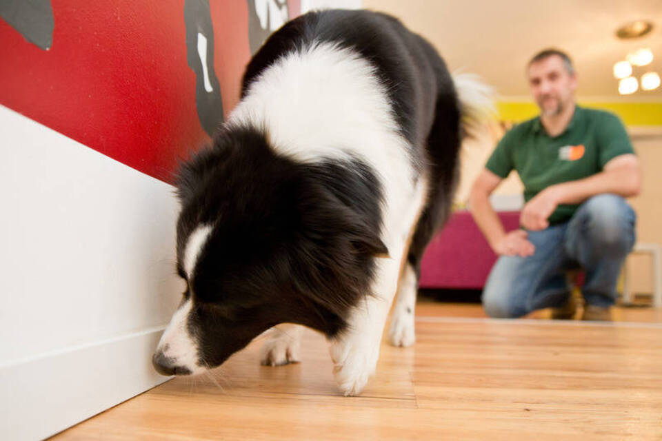 Vierbeiner mit dem richtigen Riecher - Hunde spüren Schimmel auf