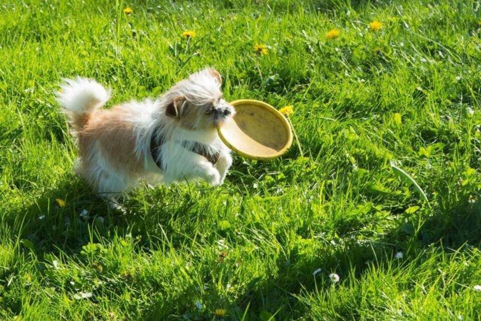 Spaß im Gras Spaß im Gras