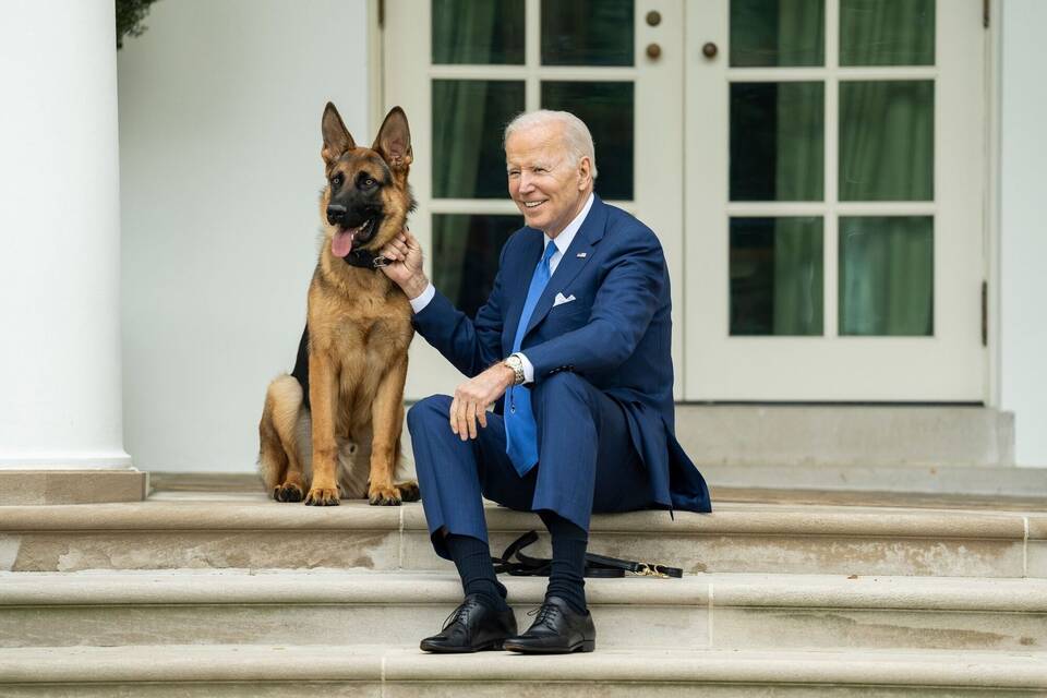 Schäferhund des amerikanischen Präsidenten
