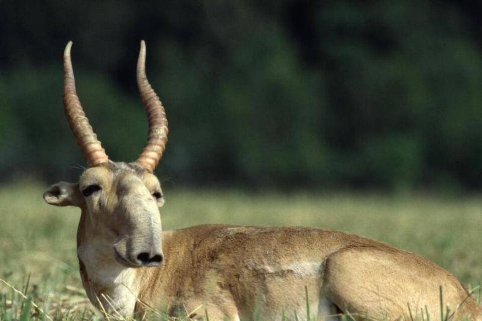 Saiga-Antilopen