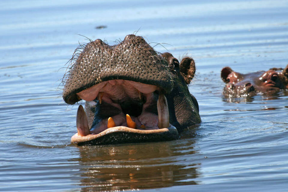 Das Okavango-Delta in Botswana: Im Einbaum auf dem Hippo-Highway