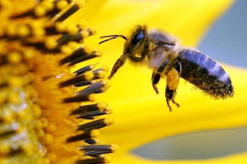 Immer weniger Bienen