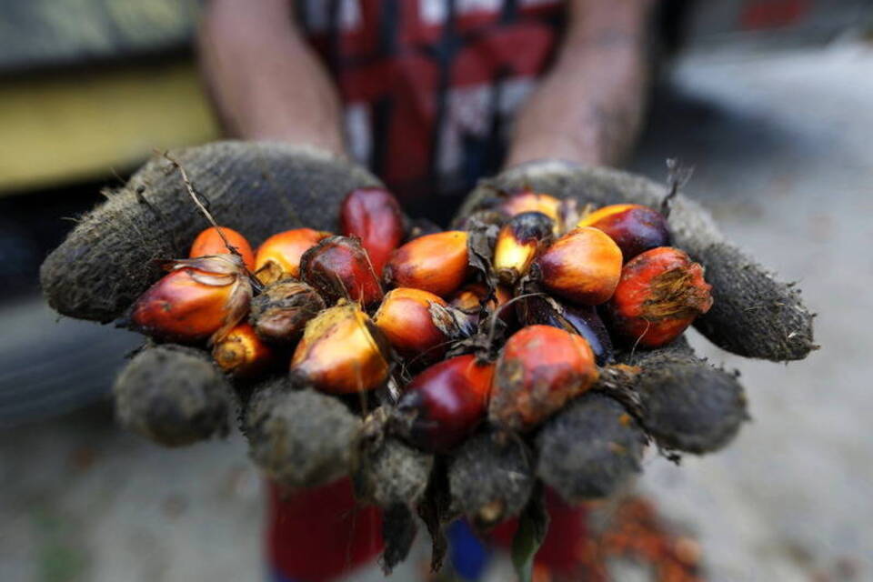 Rohstoff Palmöl - Begehrt und schwer ersetzbar