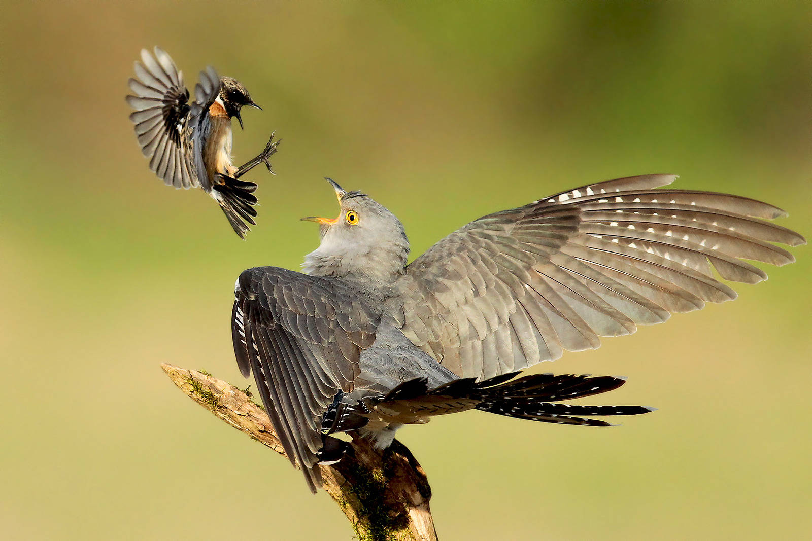 St. Leon-Rot: Wolfgang Brandmeier ist National-Geographic-Fotograf des ...