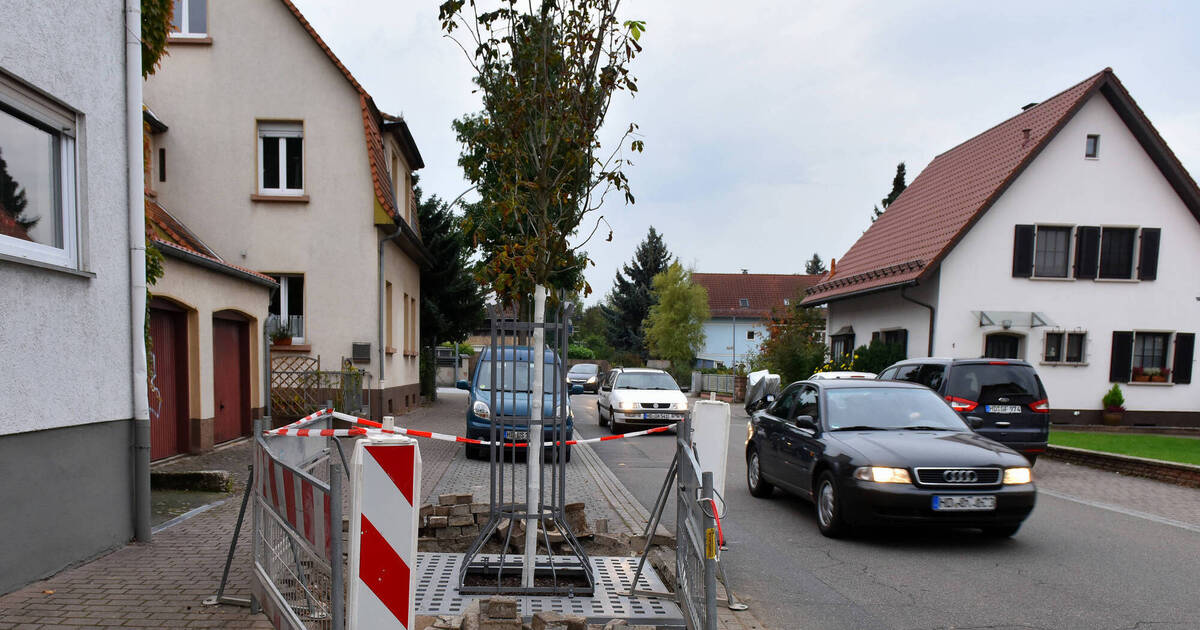 Schriesheim: Baumscheiben in Bismarckstraße werden saniert - Rhein-Neckar Zeitung