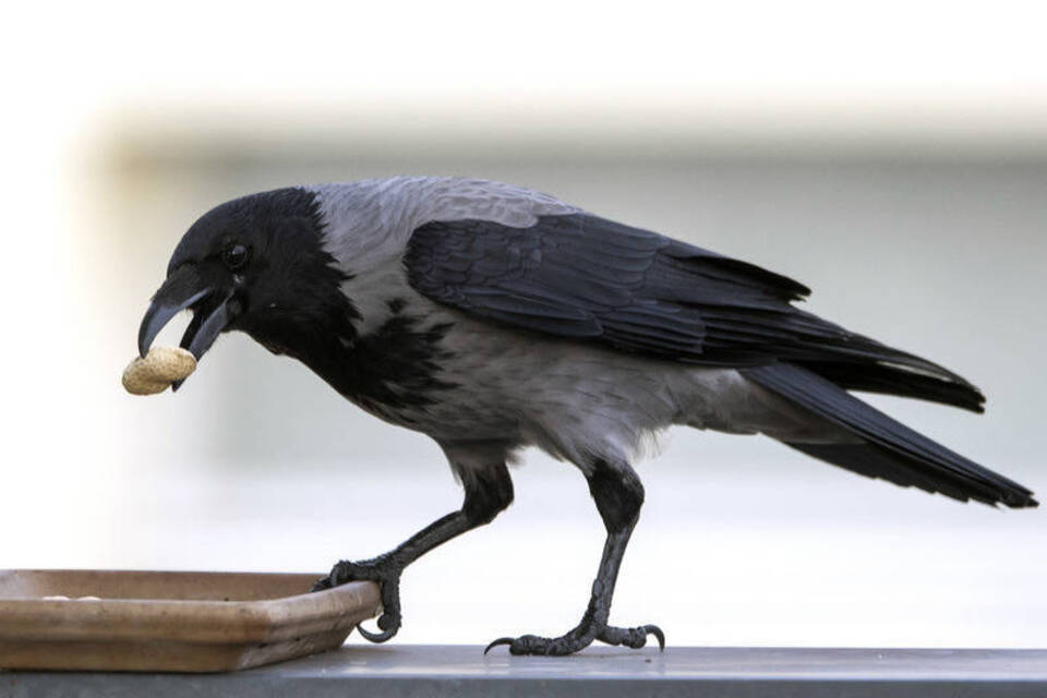 Schwarz und schlau: Rabenvögel sind besser als ihr Ruf
