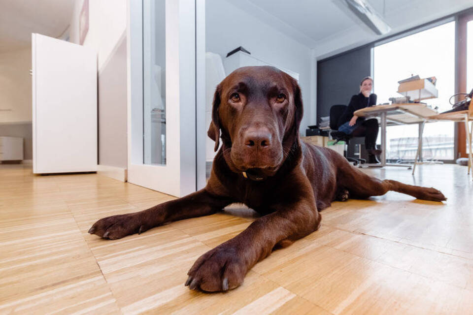 Klare Absprachen und viel Erziehung: So klappt's mit dem Bürohund Klare Absprachen und viel Erziehung: So klappt's mit dem Bürohund