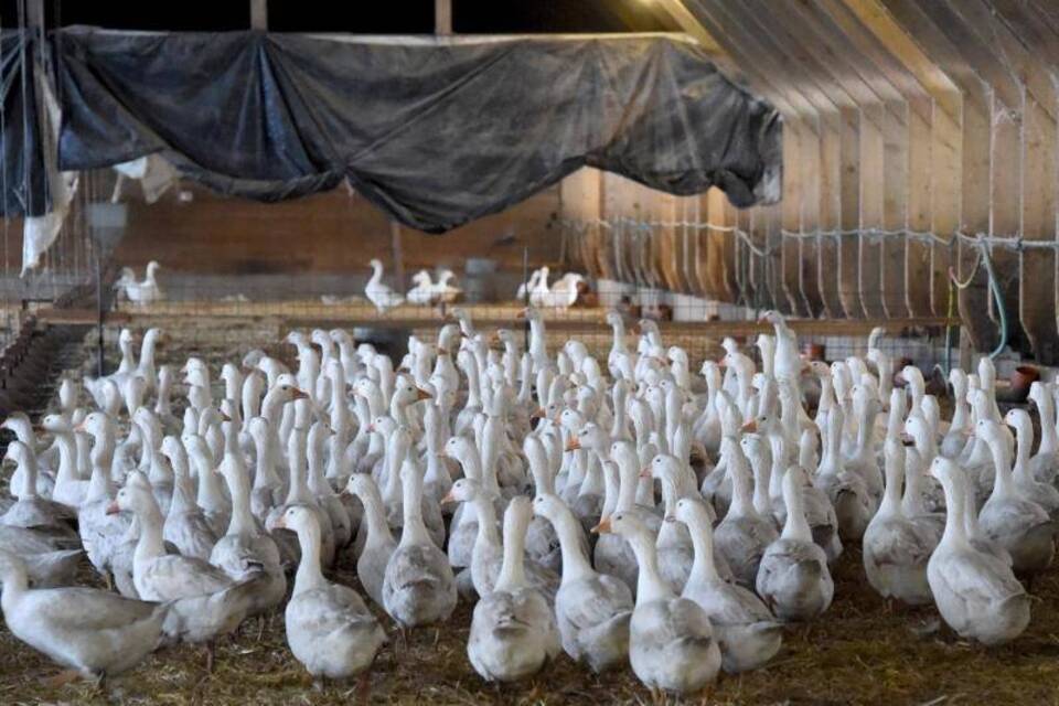 Gänse Gänse