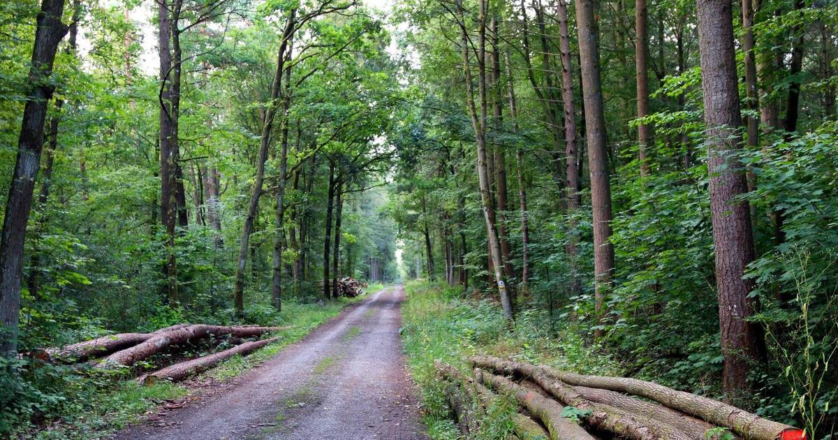 Hardheimer Wald bleibt die "Sparkasse der Gemeinde" - Rhein-Neckar Zeitung