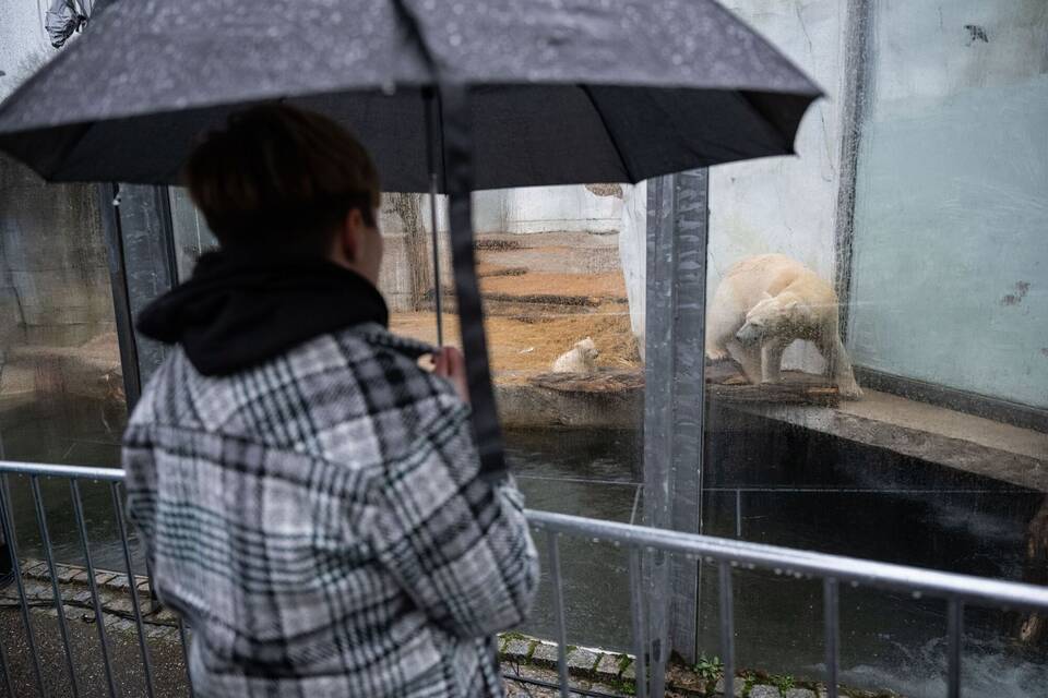 Publikum kann erstmals Eisbär-Jungtier sehen Publikum kann erstmals Eisbär-Jungtier sehen