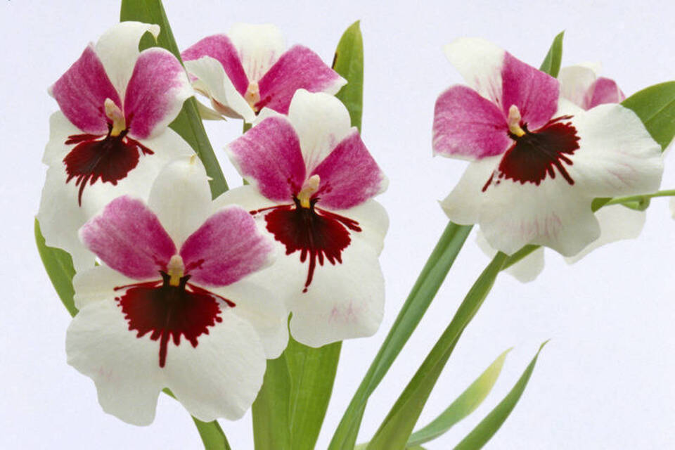 Das doppelte Lottchen: Die Orchideen Miltonia und Miltoniopsis