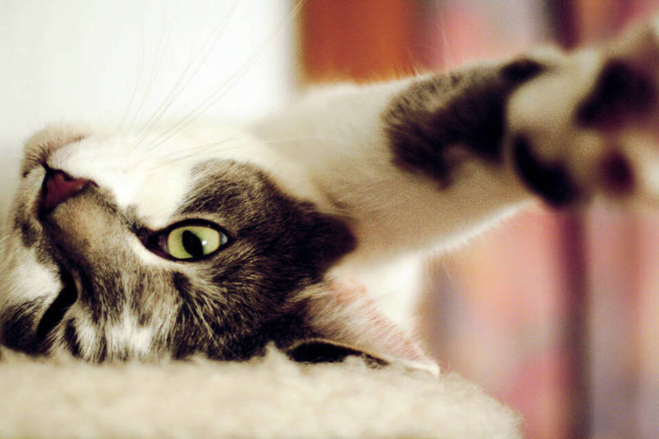 Macht glücklich und gesund: Warum Katzen schnurren