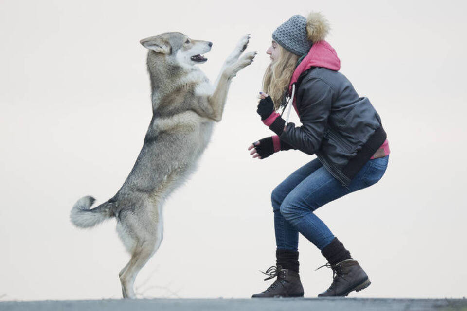 Der Hund sieht aus wie ein Wolf - Wolfshunde sorgen für Aufregung