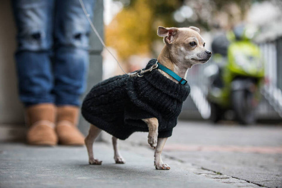 Bitte nicht verhätscheln: Was ein Chihuahua braucht