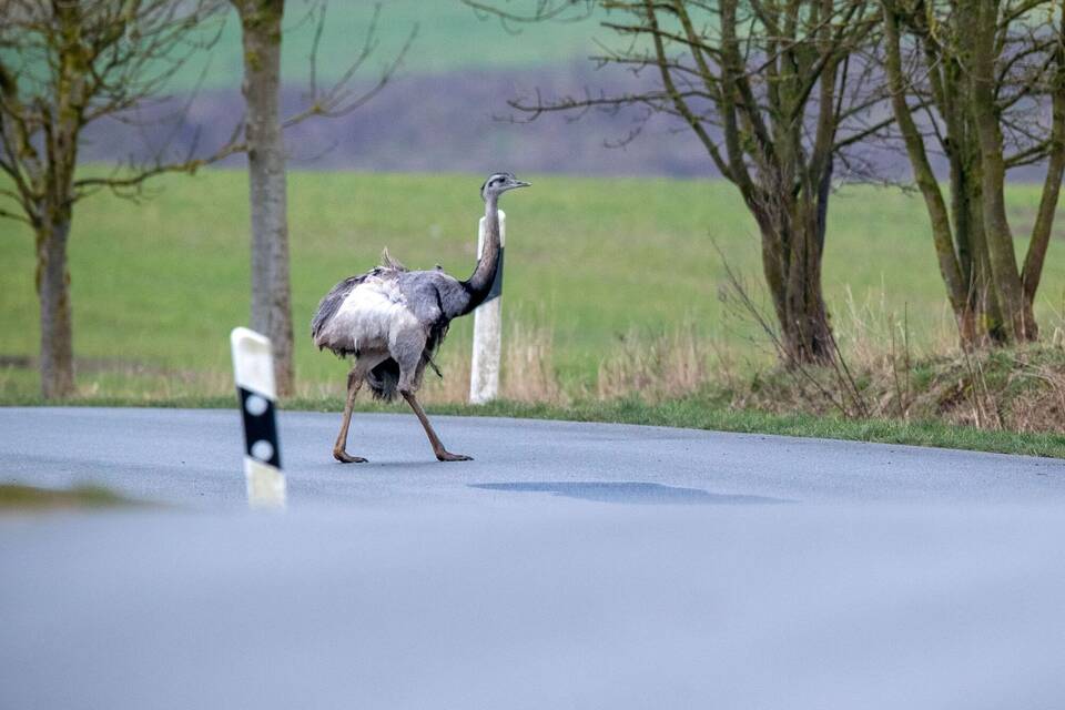 Nandu Nandu