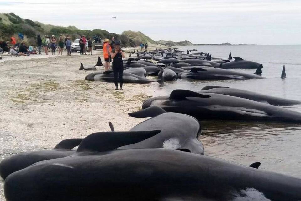 Wale in Neuseeland gestrandet