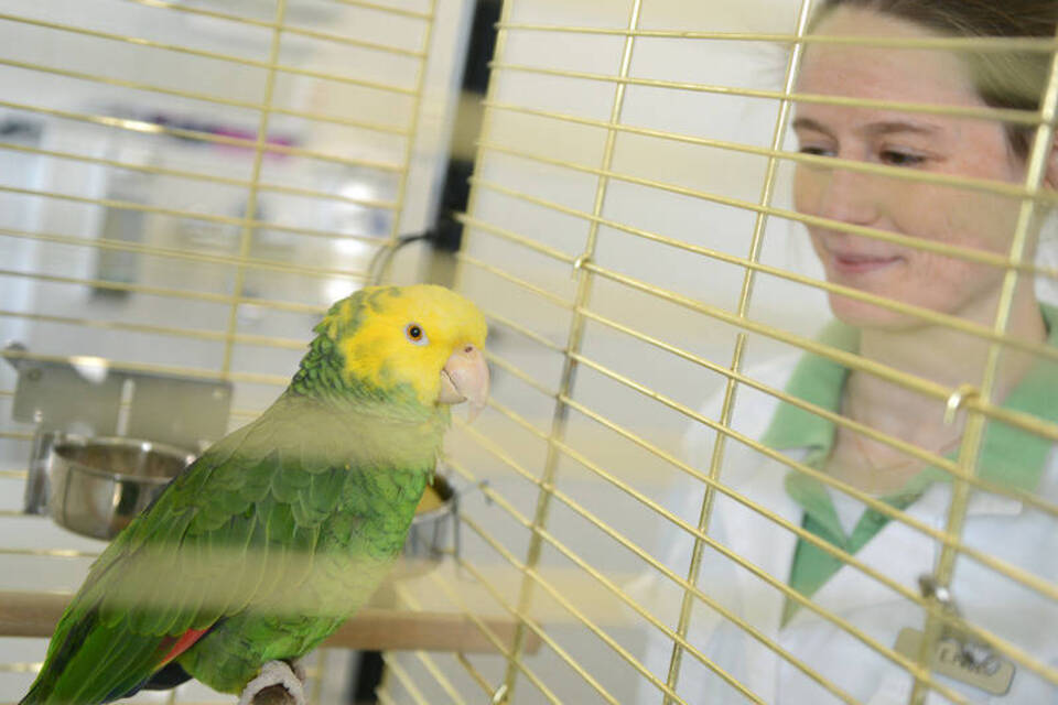 Schimmel in der Lunge: Aspergillose ist für Vögel lebensbedrohlich