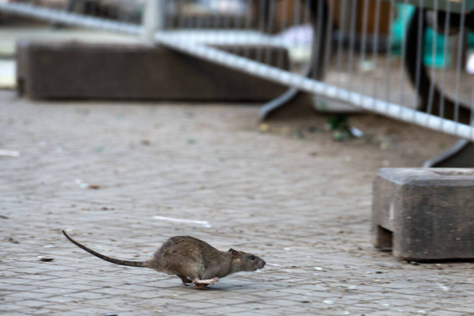 Gift und Genickbruch: Ratten-Jäger nutzen neue Methoden