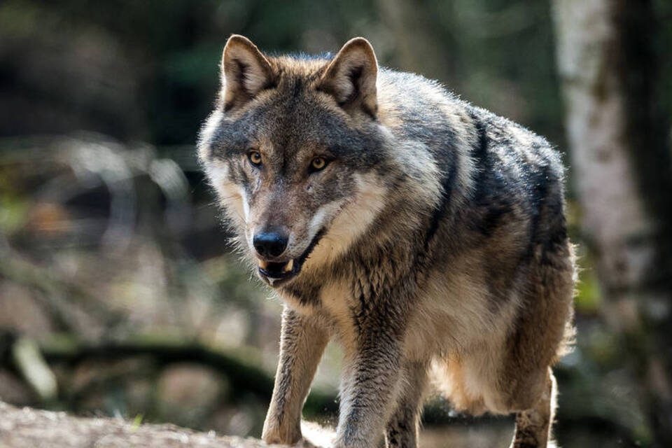Diskussion über Wölfe verschärft sich Diskussion über Wölfe verschärft sich
