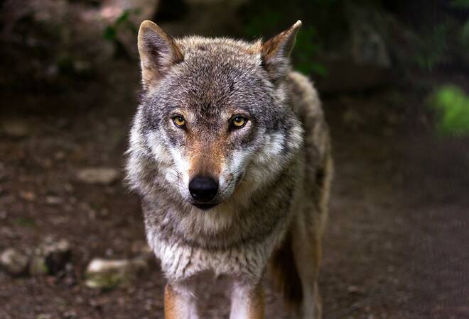
		Mosbach:  Wolf im Neckar-Odenwald-Kreis gesehen (Update)
		