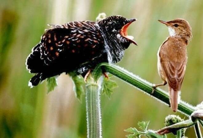 
		Vogelsterben:  Zum Kuckuck nochmal! Wo sind eigentlich die ganzen Singvögel hin?
		