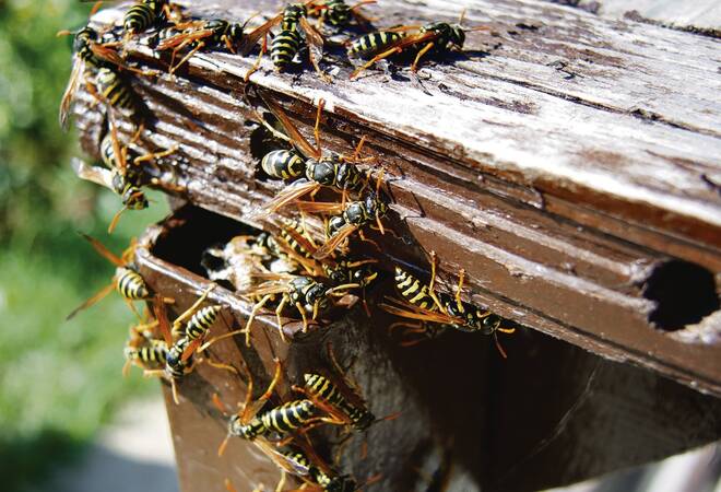 
		Wespen und Hornissen:  Naturschutzbund rät - Kein Grund zur Panik
		