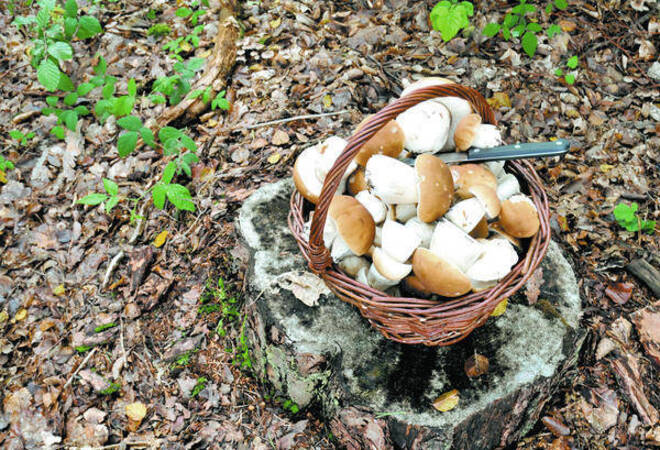 kuhler sommer lasst leckere pilze spriessen mosbach rnz