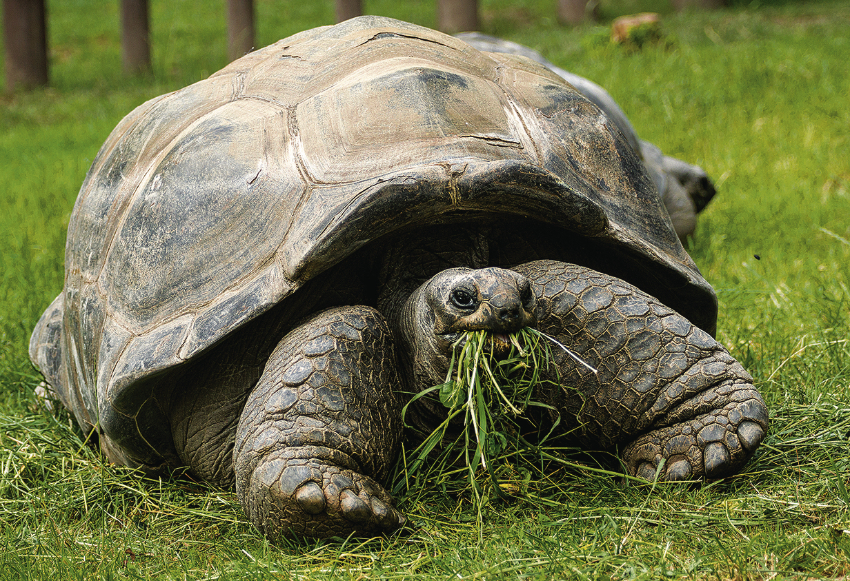 Heidelberger Zoo: Der Kriegsmythos um eine Schildkröte ...