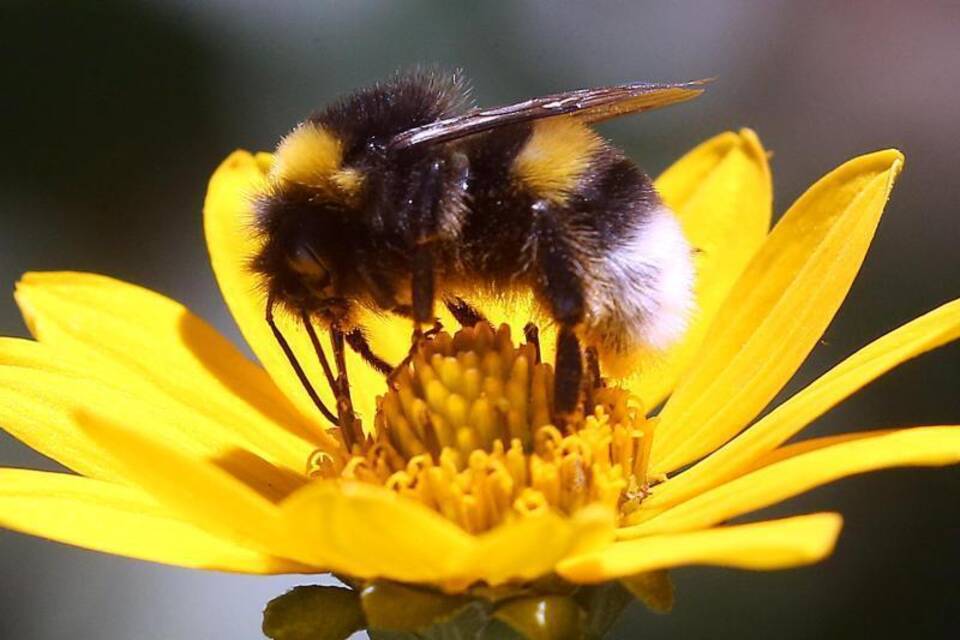 Erdhummel Erdhummel